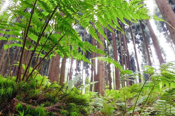 如何利用生物進(jìn)行環(huán)境監(jiān)測(cè)？